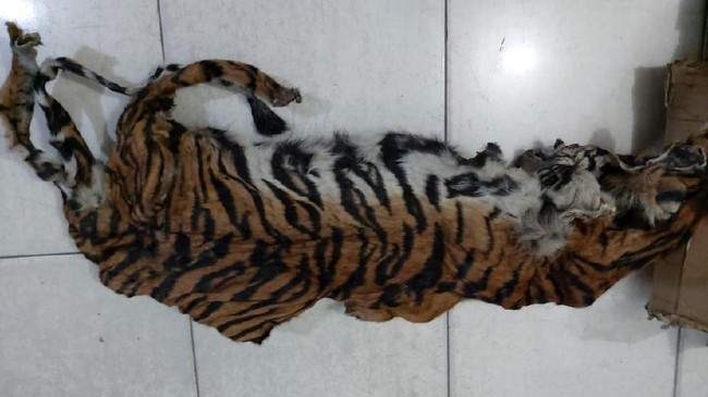 Amankan 5 Orang, Gakkum LHK Sita Kulit dan Janin Harimau di Riau