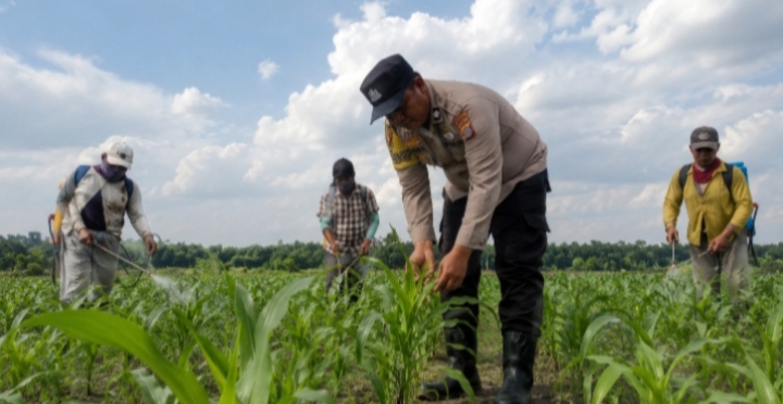 Polsek Kandis Tinjau Lahan Jagung untuk Menjaga Ketahanan Pangan Nasional