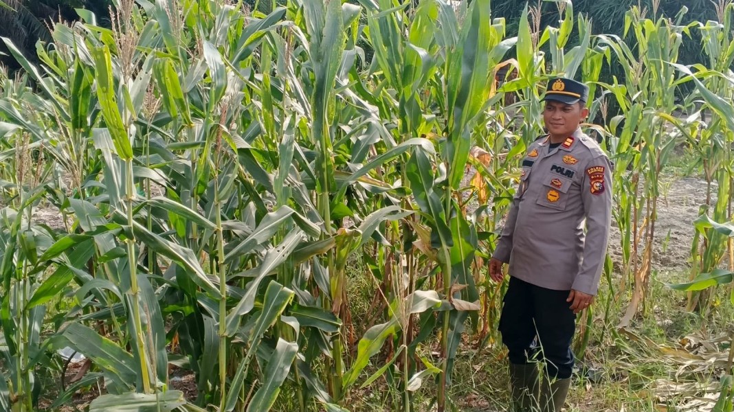 Kapolsek IPTU Subiarto Pimpin Langsung Pengecekan Perkembangan Jagung Pipil Di Panipahan