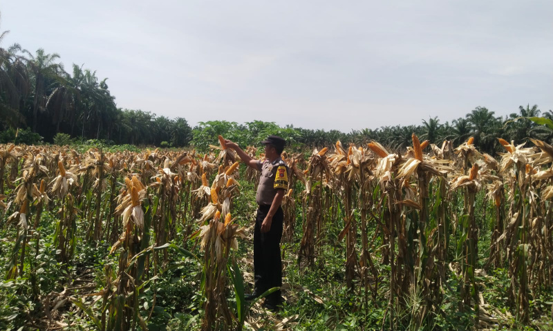 Bhabinkamtibmas Lakukan Pemantauan Lahan Ketahanan Pangan Libo Jaya, Buah Jagung Mulai Menguning