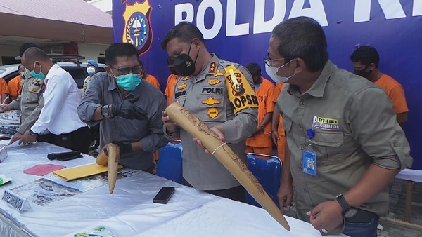 Polda Riau Tangkap 3 Pelaku Perdagangan Gading Gajah, Salah Satunya Guru SMK