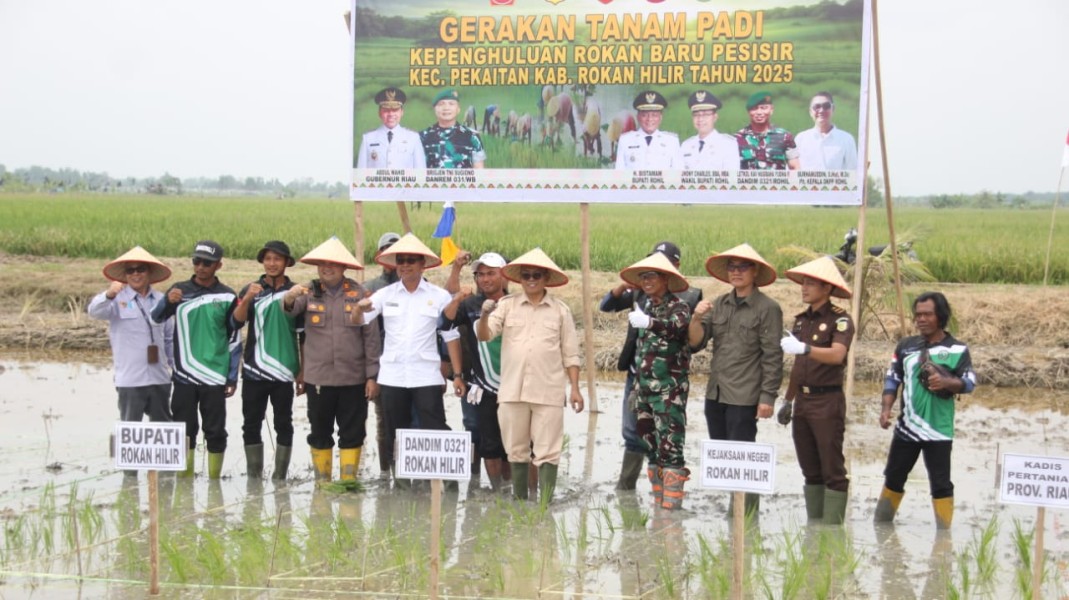 Wakil Bupati Rohil Hadiri Panen Raya dan Tanam Padi di Rokan Baru Pesisir