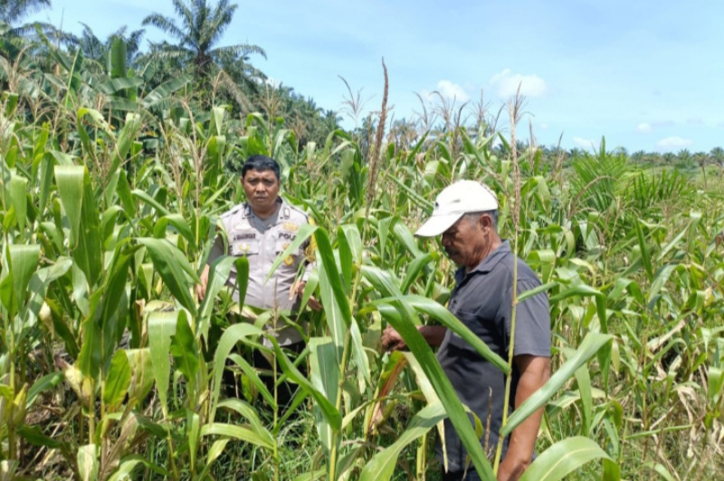 Bhabinkamtibmas Dampingi Petani Jagung, Wujud Nyata Dukungan Ketahanan Pangan di Kampung Jambai Makmur