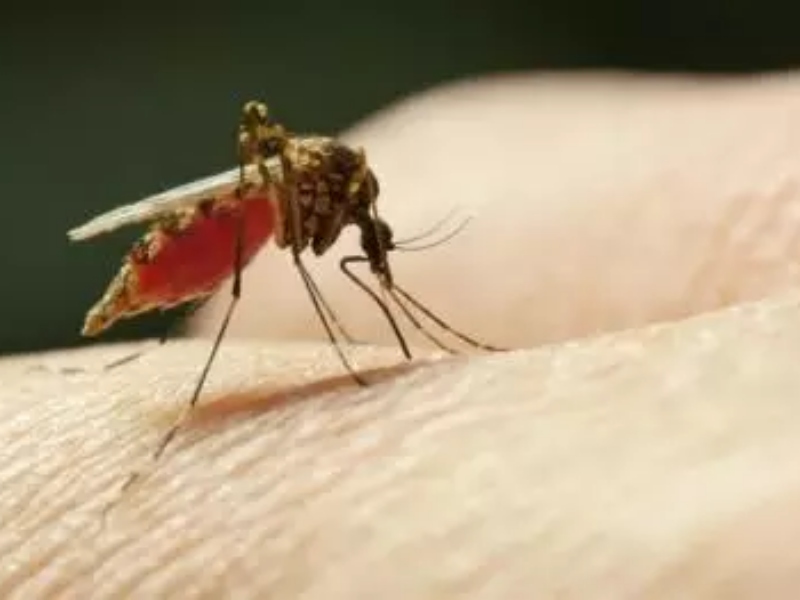 Malaria Diprediksi Jadi Ancaman untuk Perhelatan PON di Papua