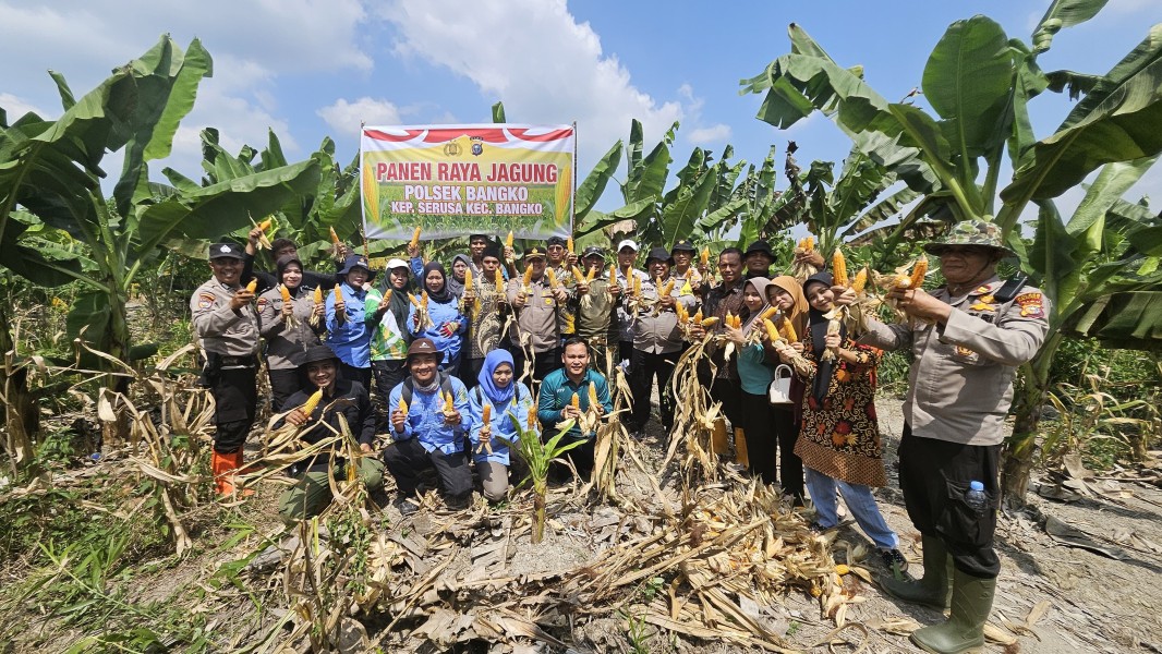 Dukung Swasembada Pangan, Polsek Bangko Panen Raya Jagung Seluas 3 Hektar