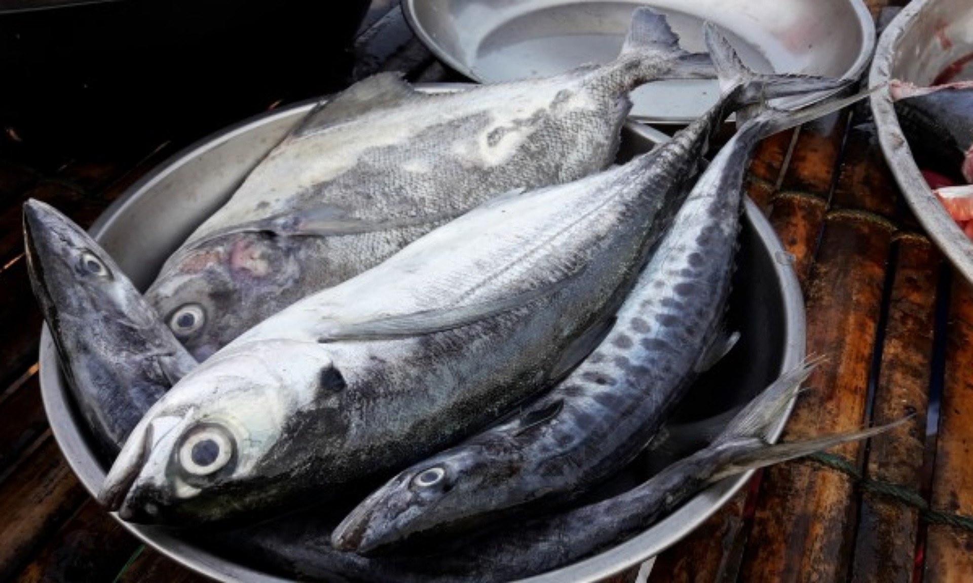 KPK Sesalkan Impor Ikan Jadi Bancakan Korupsi