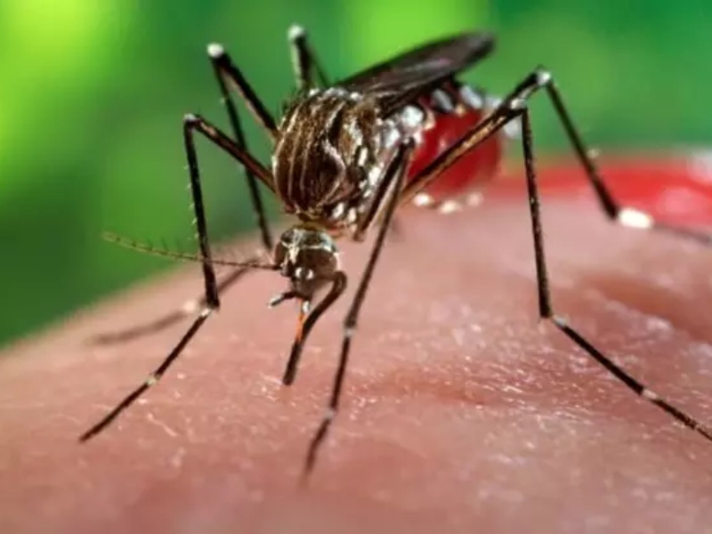 8 Warga Limo Depok Diserang Virus Chikungunya