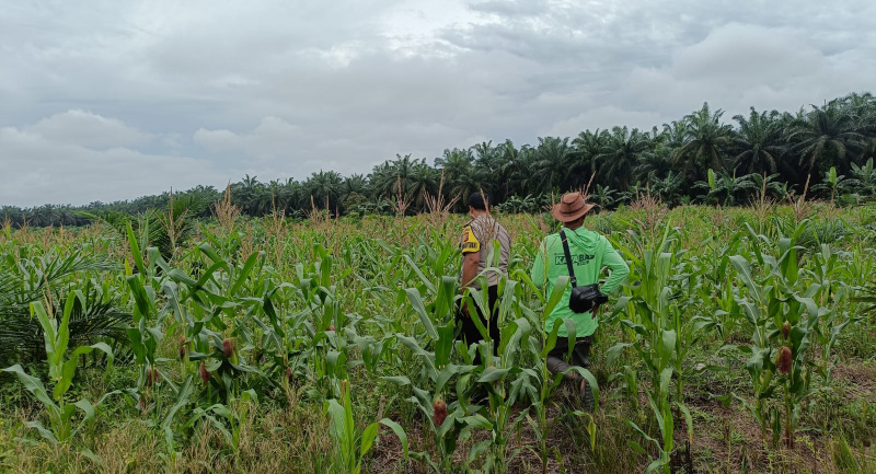 Polsek Kandis Siapkan 15 Hektare Lahan Jagung, Wujud Nyata Dukungan Polri terhadap Ketahanan Pangan Nasional