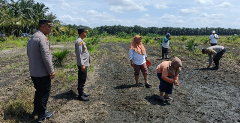 Kapolsek Kandis Tinjau Lahan Ketahanan Pangan, Beri Semangat Petani, Tingkatkan Produksi Jagung