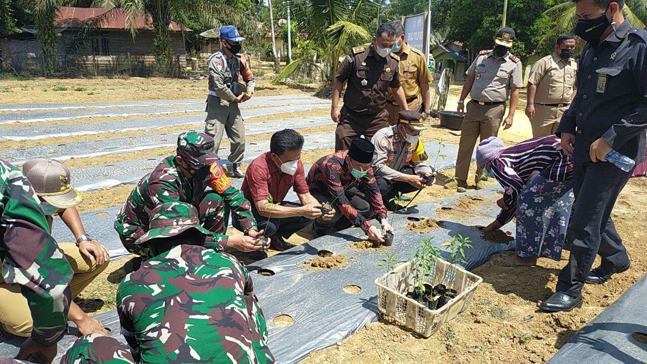Dukung Program TMMD ke 111, Bupati Rohil Turun dan Tanam Langsung Demplot Cabai
