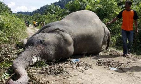 Gajah Mati tak Wajar di Kebun Sawit, Polisi Periksa 6 Saksi