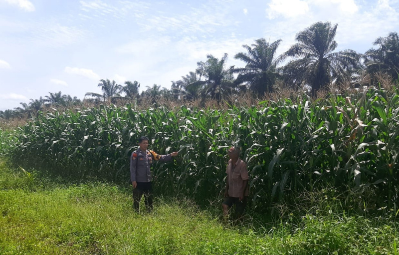 Polsek Kandis Monitoring Lahan Jagung Dukung Program Ketahanan Pangan Nasional