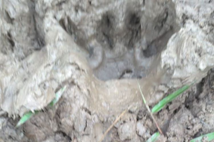 Temukan Jejak Harimau, BBKSDA Riau Pasang Kamera Trap