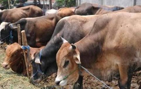 Perketat Pengawasan Hewan Qurban