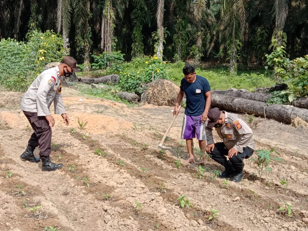 Polsek Pangkalan Lesung Tinjau Program Ketahan Pangan di Desa Mulya Subur