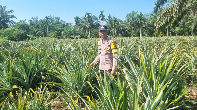 Bhabinkamtibmas Polsek Teluk Meranti Cek Tanaman Nanas Dukung Ketahanan Pangan