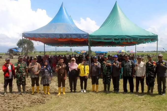Ketua DPRD Rohil Hadiri Panen Raya Jagung Serentak