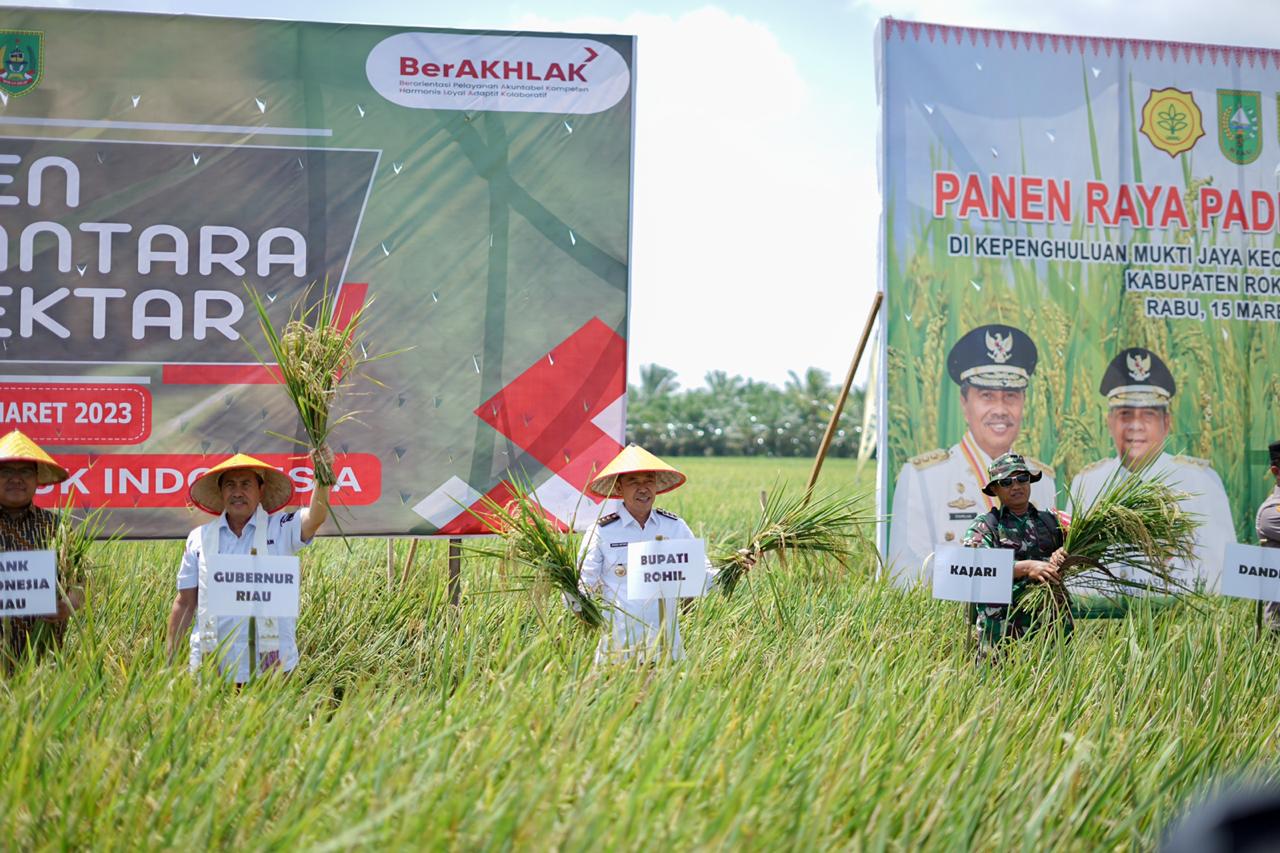 Bersama Gubernur Syamsuar, Bupati Rohil Panen Raya Padi Nusantara 1 Juta Hektar di Rimba Melintang