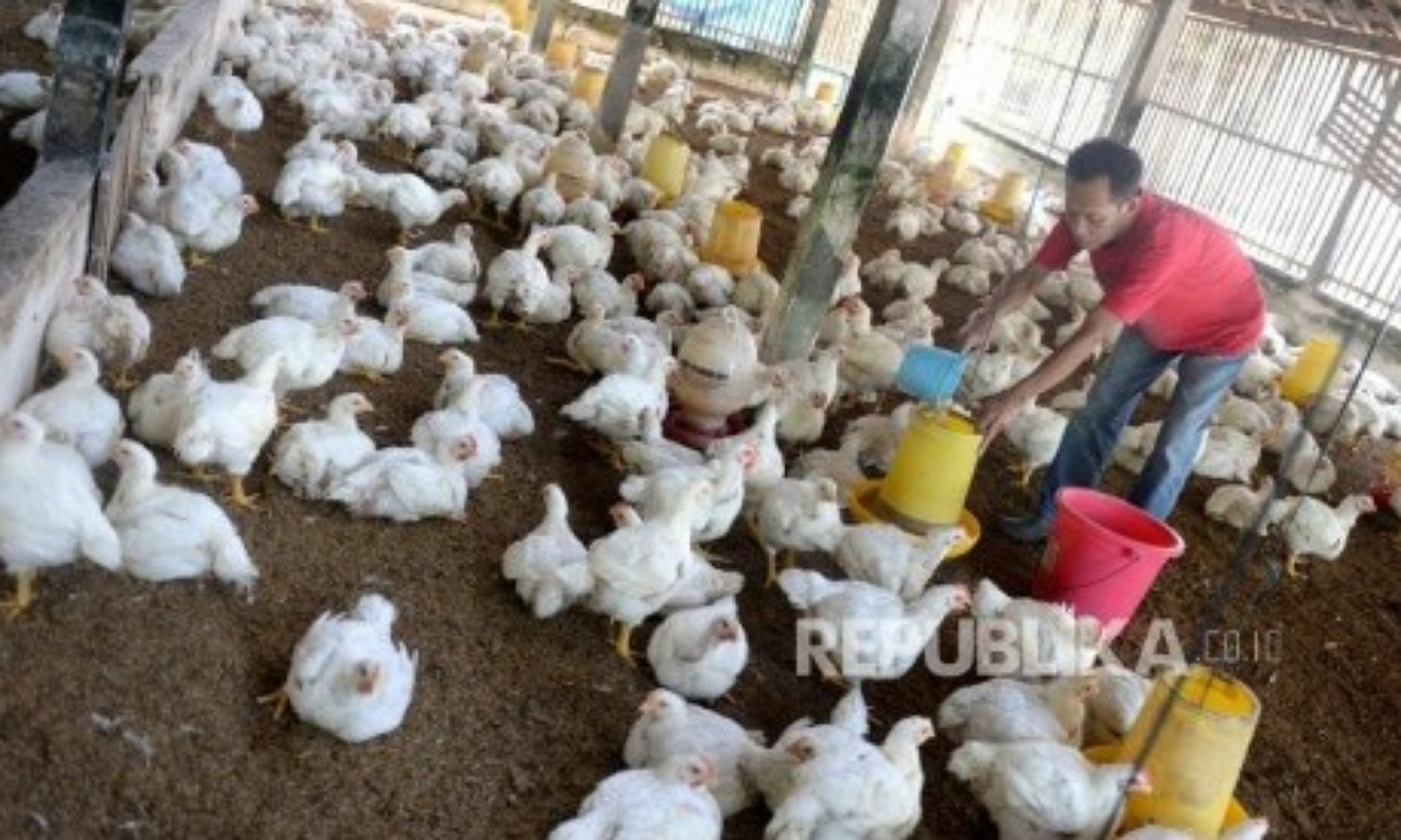 Ekonom: Selisih Harga Ayam Peternak dan Pasar tak Wajar