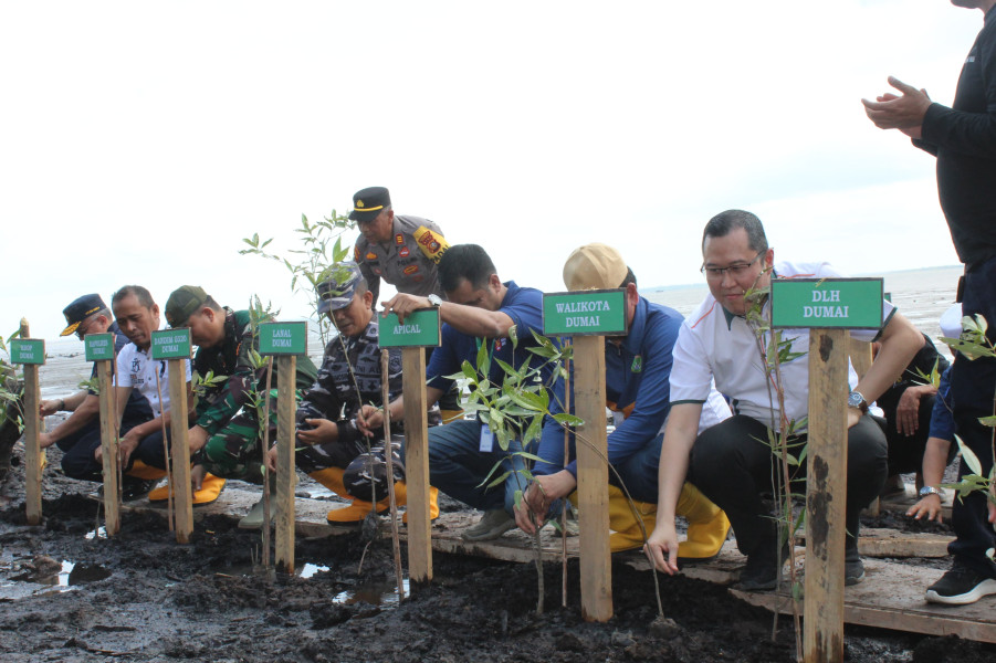 Peduli Lingkungan, Apical Dumai Tanam 2 Ribu Mangrove di Pantai Taisan