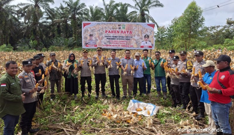 Polsek Kandis Gelar Panen Raya Jagung Dukung Program Presiden RI Wujudkan Ketahanan Pangan