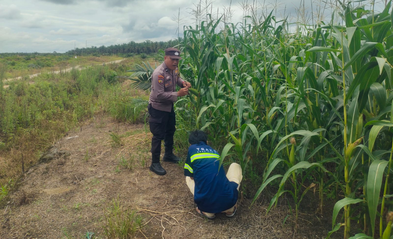 Polsek Kandis Cek Perkembangan Jagung Pipil di Lahan PT KPAK, Dukung Program Ketahanan Pangan Nasional