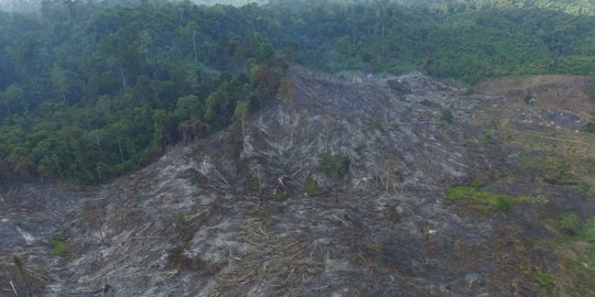 Sejak Awal Tahun 2019 Sudah 843 Hektar Lahan Terbakar di Riau