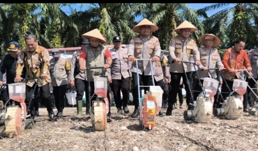 Tingkatkan Produksi dan Perluasan Lahan Jagung di Kandis, Langkah Nyata SDM Polda Riau Dukung Program Nasional