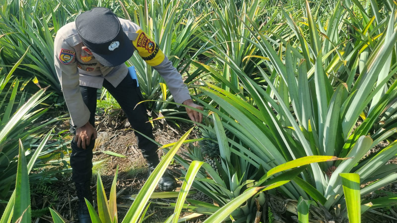 Perkuat Ketahanan Pangan, Bhabinkamtibmas Polsek Teluk Meranti Tinjau Perkebunan Warga