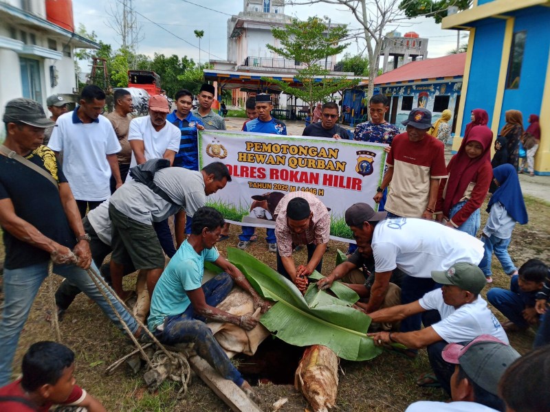 Perayaan Idul Adha 1446 H, Satpolairud Polres Rohil Qurban 2 Ekor Sapi