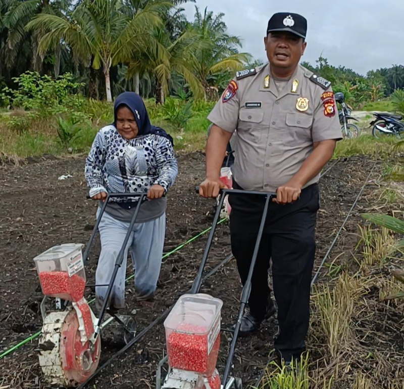 Langkah Nyata, Bhabinkamtibmas Polsek Kandis Bersama Petani Tabur Bibit Jagung di Lahan Produktif Seluas 15 Hektar