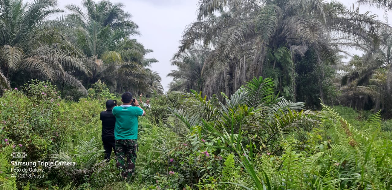 Harga Sawit Meroket, Petani Koperasi di Kampar Fokus Merawat Kebun