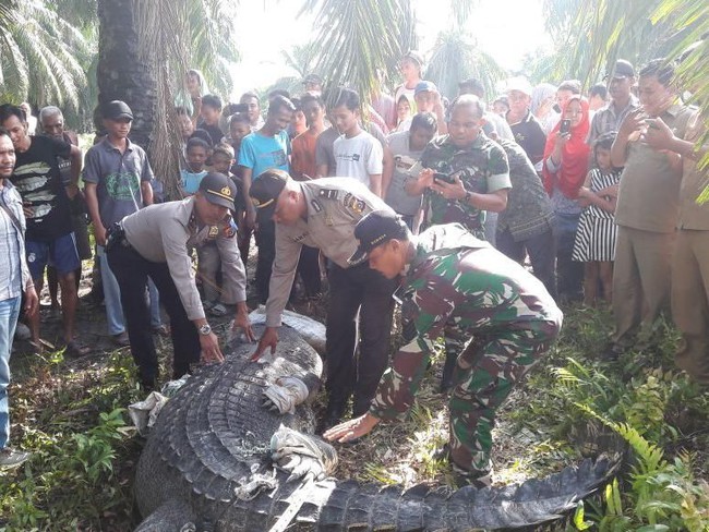 Buaya 1 Ton yang Ditangkap di Aceh Hampir Berusia Seabad