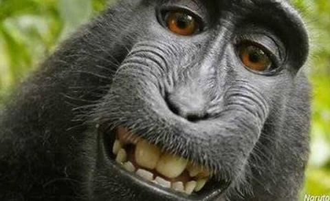 Pengadilan Banding AS Tolak Hak Cipta 'Monyet Selfie' dari Sulawesi