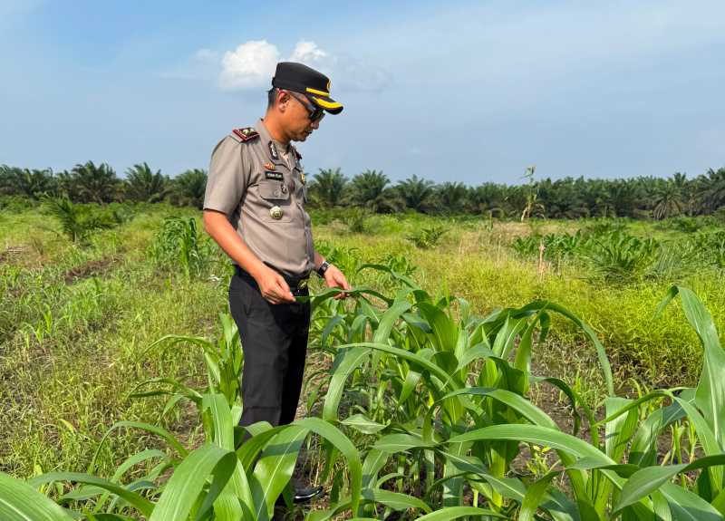 Kapolsek Kandis Turun Bersama Petani, Rawat Tanaman untuk Menjaga Ketahanan Pangan