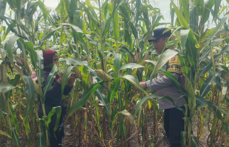 Ketahanan Pangan Jagung di Kampung SamSam Siap Panen Akhir Juni 2026