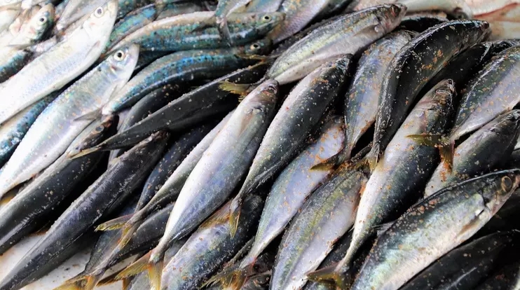 5 Manfaat Ikan Kembung untuk Kesehatan, Lebih Kaya Gizi Ketimbang Salmon