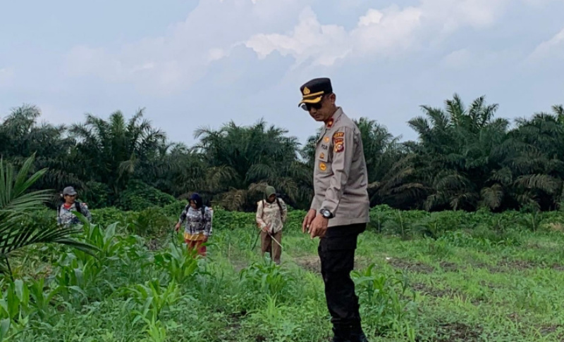 Pemantauan Secara Rutin, Polsek Kandis Jaga Kesehatan Tanaman Jagung Bersama Petani