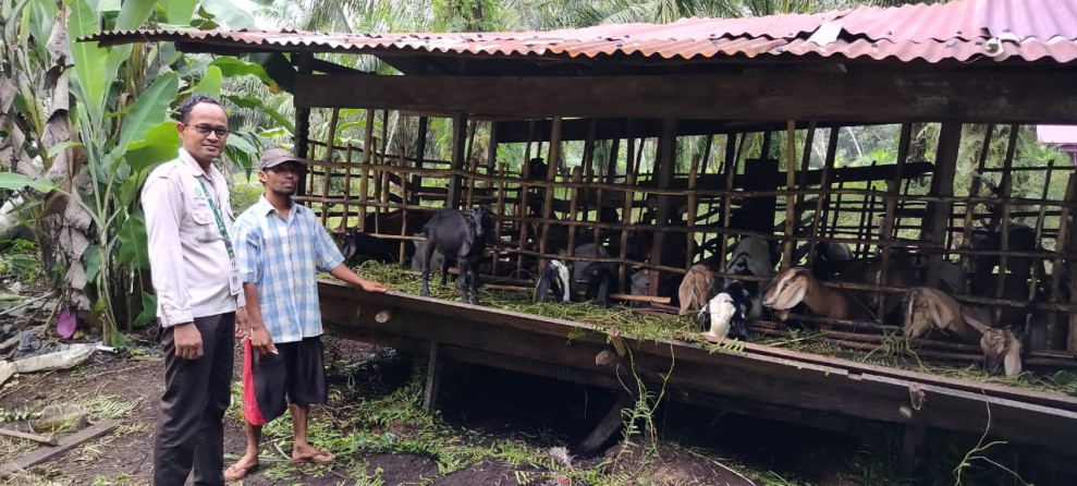Komitmen Apical  Untuk Kembangkan Budidaya Ternak di Dumai