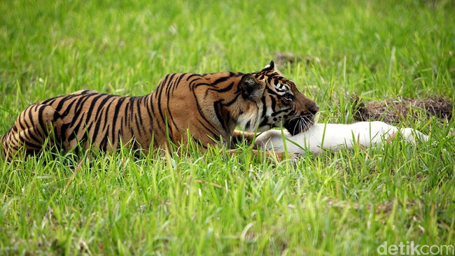 BKSDA Nekropsi Harimau Sumatera yang Mati Tergantung