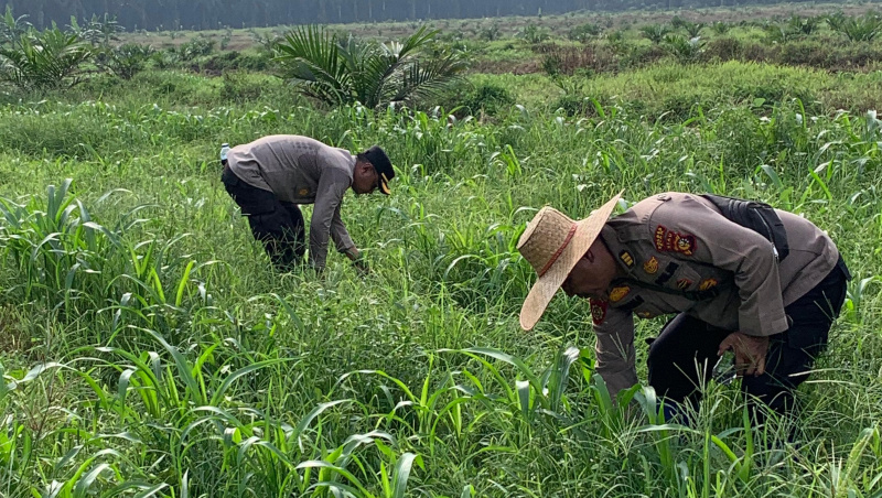 Kapolsek dan Wakapolsek Kandis Gotong Royong Bersihkan Gulma Tanaman Jagung untuk Ketahanan Pangan