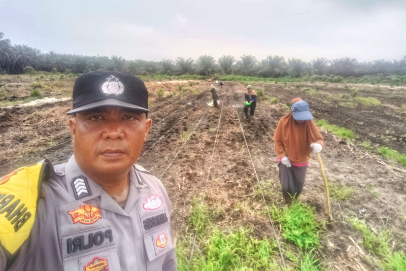 Update Progres Ketahanan Pangan Bersama Petani Ayu Makmur, Kapolsek Kandis  Targetkan 6 Hektar Dalam Kondisi Tanam