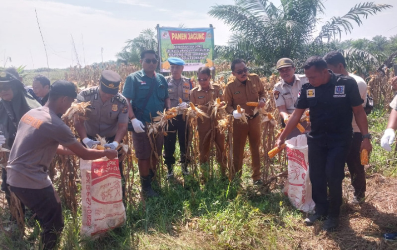 Wujud Nyata Ketahanan Pangan, Polsek Kandis Panen Raya Jagung 3 Ton Jagung di Kampung SamSam