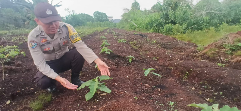 Dukung Ketahanan Pangan, Personel Polsek Teluk Meranti Cek Lahan Tanaman Terong di Lahan Mapolsek