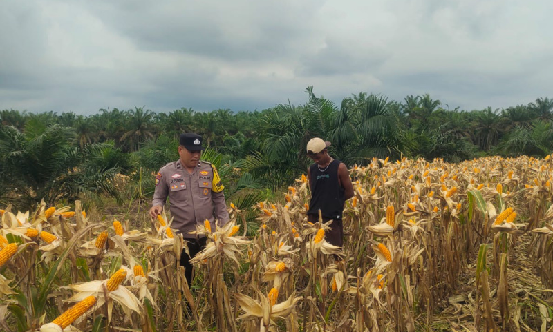 Bhabinkamtibmas Polsek Kandis Kawal Produktivitas Ketahanan Pangan hingga Masa Panen