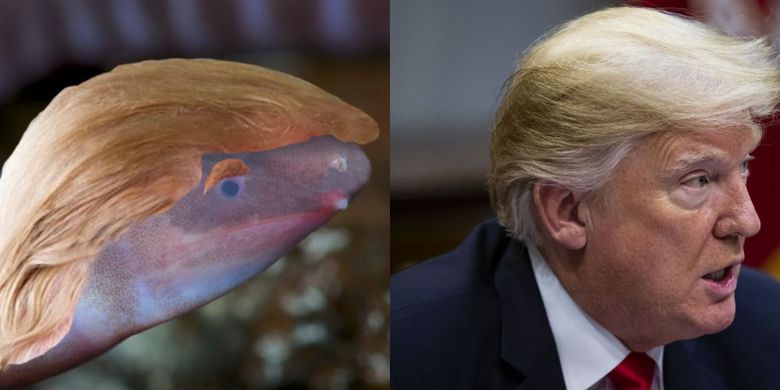 Terancam Punah karena Iklim, Spesies Amfibi Baru Dinamai Donald Trump