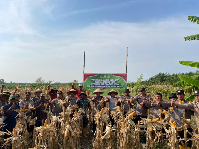 Polsek Bangko Bersama Poktan Jaya Panen Raya Jagung Kuartal I, Hasilkan 2 Ton Jagung Pipil
