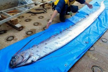 Ikan Laut Dalam Tertangkap Nelayan, Warga Jepang Khawatirkan Tsunami