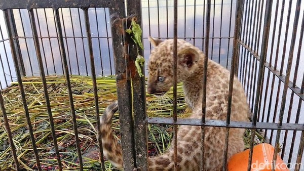 BKSDA Riau: Anakan Leopard Sitaan Penyelundupan Mati Kena Parvovirus