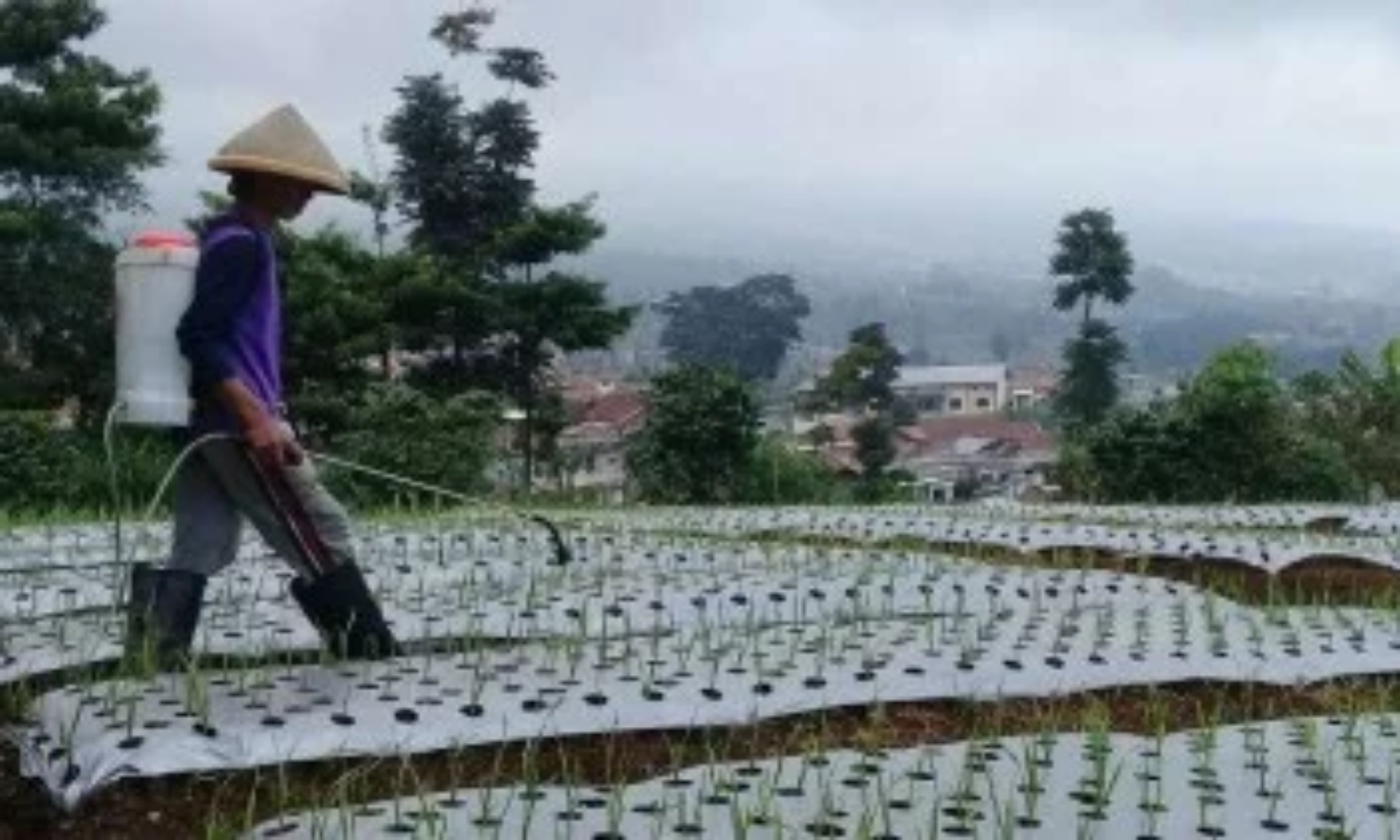 Petani Sebut Bibit Bawang Putih asal Taiwan Tak Sesuai Klaim Kementan